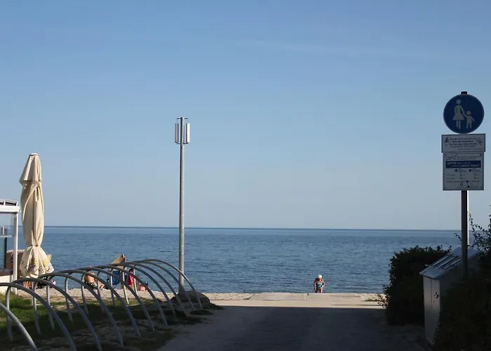 Silbermoewe Im Kirschgarten *